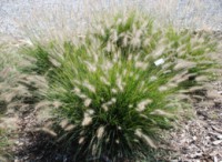 PENNISETUM/ALOPECUROIDES